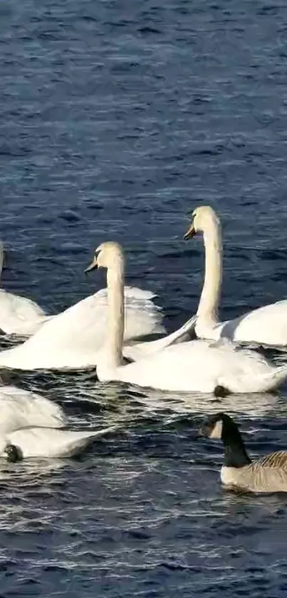 Elegant swans gracefully swimming on a tranquil blue lake.