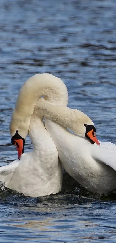Two white swans gracefully on blue water body.