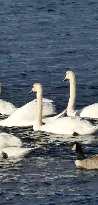 Swans gracefully swimming on blue water with a serene backdrop.