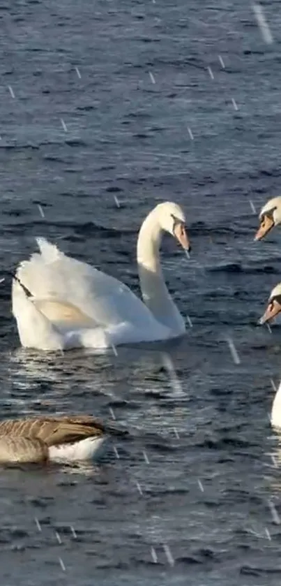 Swans gliding gracefully on a serene lake under raindrops.