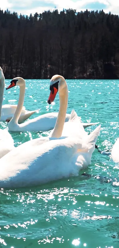 Swans gracefully gliding over a turquoise lake, surrounded by nature.