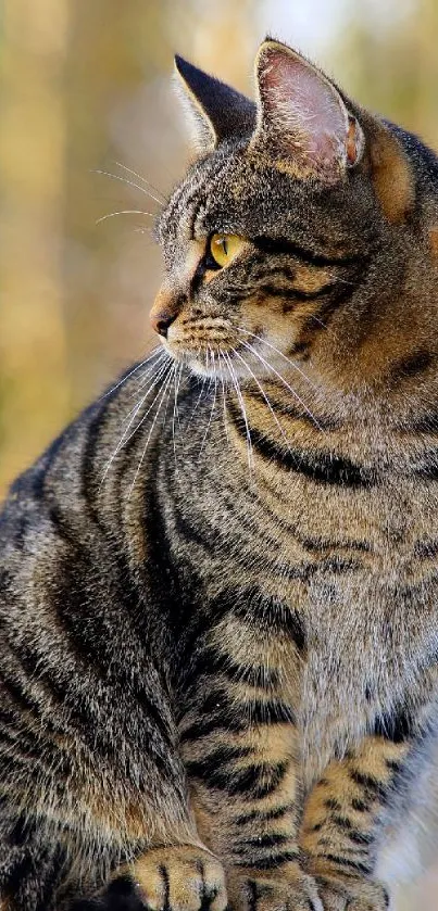 Serene tabby cat sitting on a post against a blurred nature background.