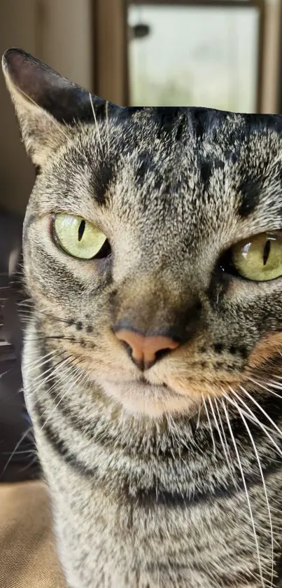 Close-up of a tabby cat with green eyes looking directly.