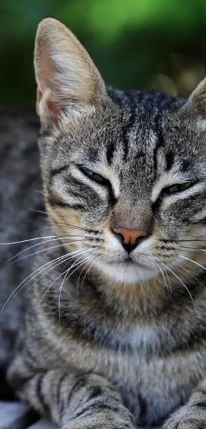 Serene tabby cat basking in morning sun.