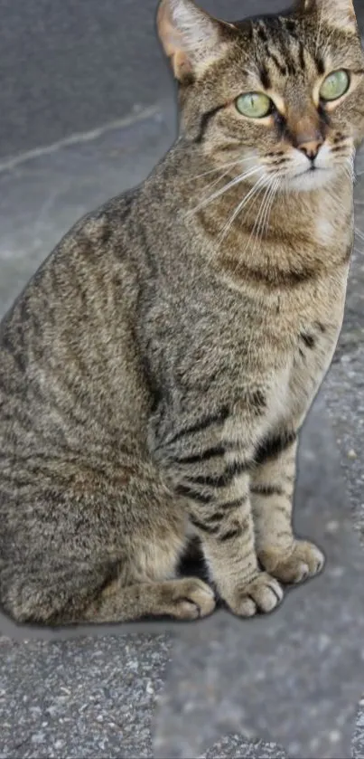 Serene tabby cat sitting outdoors on a gray surface.