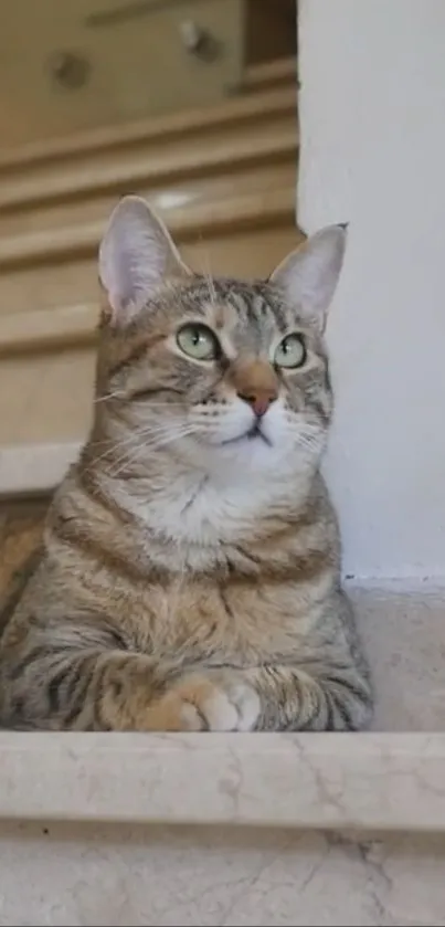 A serene tabby cat resting on elegant marble stairs.