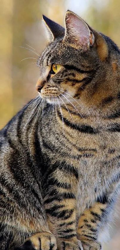 Serene tabby cat sitting on a post with a blurred forest background.