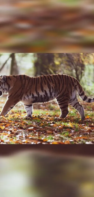 Tiger walks through autumn forest landscape.