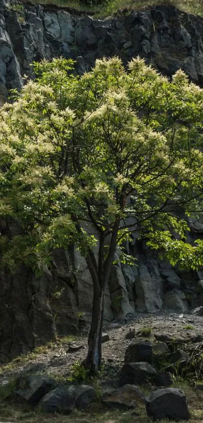 Lone tree with green foliage against a rocky cliff.