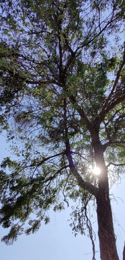 A tall tree with sunlit branches against a clear blue sky.