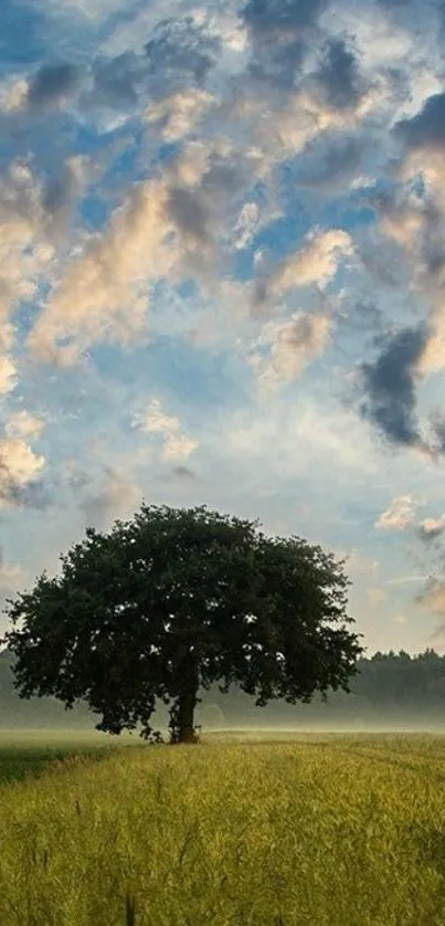 Solitary tree under a vibrant sky with clouds during sunrise.