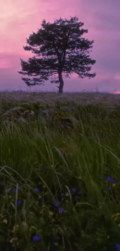 A lone tree stands in a field against a purple sunset sky.