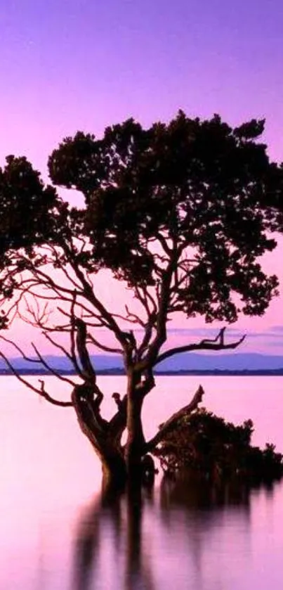 Tree silhouette against pink-purple sunset background.