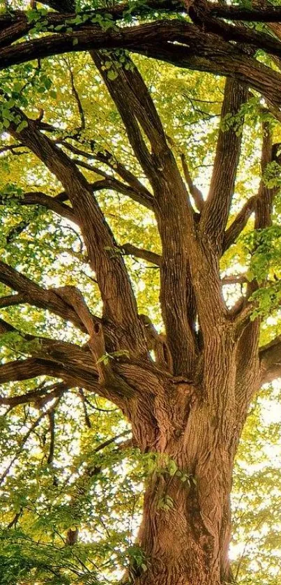 Serene tree canopy with sunlight filtering through lush green leaves.