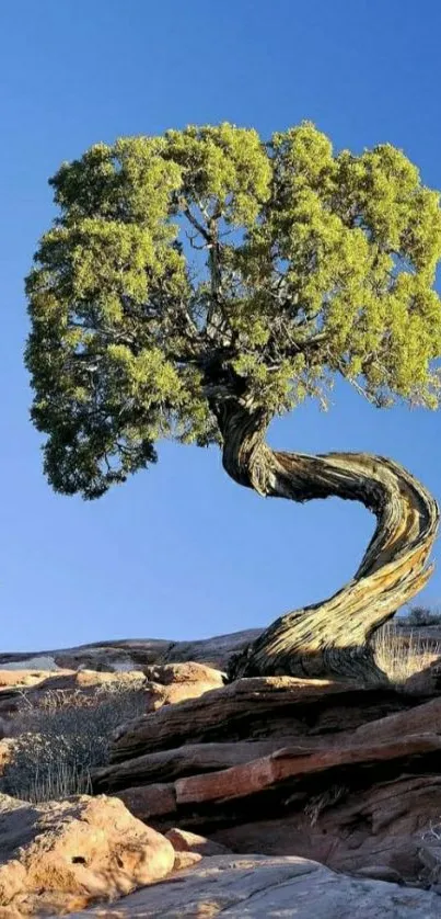 Twisted tree on rocky desert with a clear blue sky.