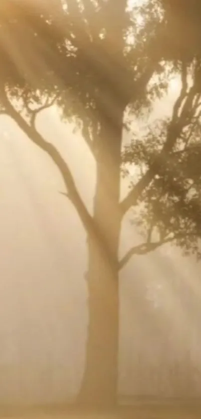 Majestic tree illuminated by morning light, creating a peaceful ambiance.