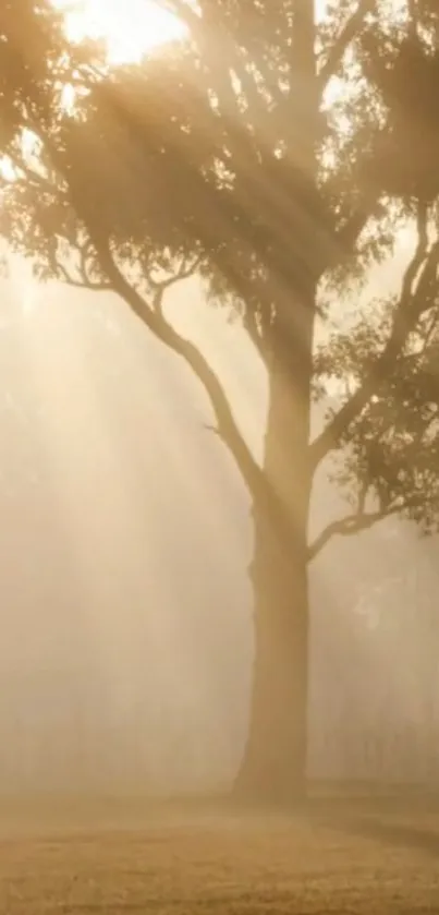 A tranquil tree silhouette in golden morning light with mist.