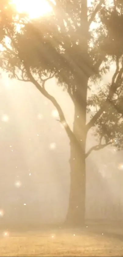 Tree in soft morning light with a glowing, tranquil atmosphere.