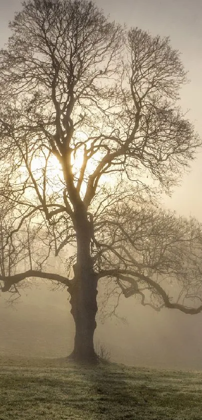 Silhouetted tree in misty sunrise landscape.