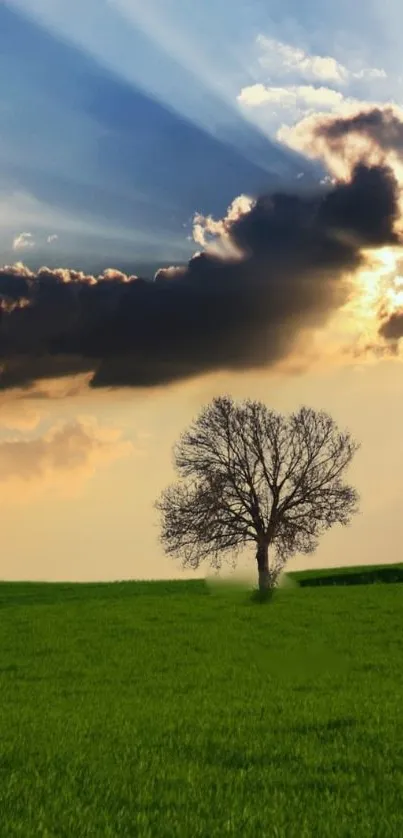 Lone tree in a green field under a dramatic sunset sky.