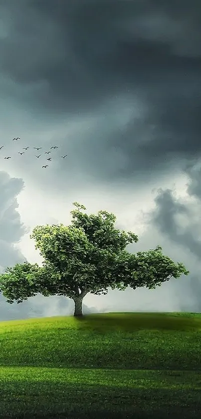 A solitary tree on a green hill under a dramatic cloudy sky.