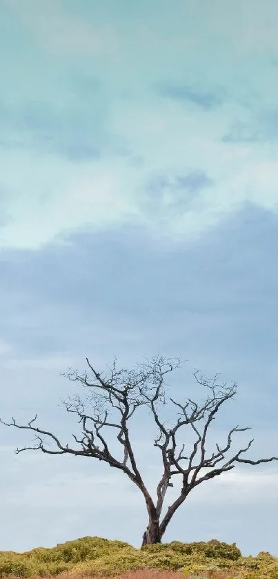 A lone barren tree against a sky blue backdrop.