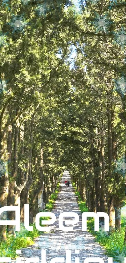 Peaceful, sunlit tree path wallpaper for phones.