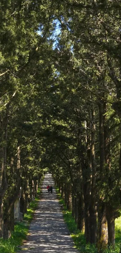 Sunlit path through tall green trees forming a peaceful tunnel.