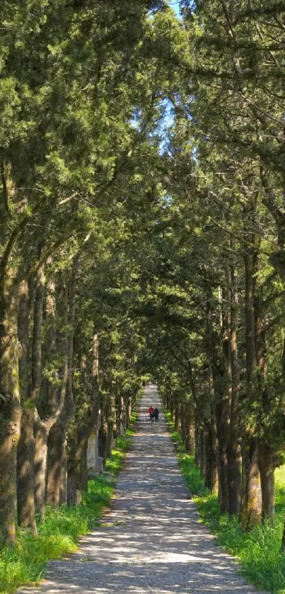 Serene tree-lined pathway under a clear blue sky.