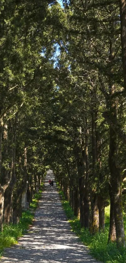 Tree-lined pathway with lush greenery and sunlight filtering through.