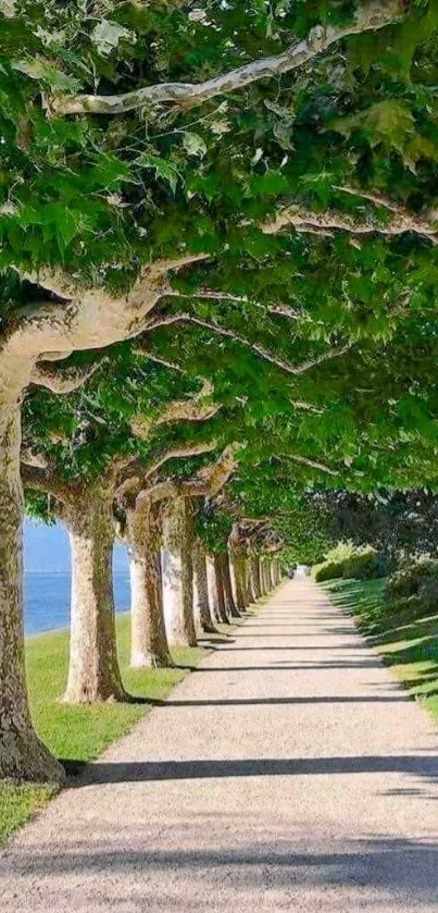 Tree-lined pathway with green leaves and sunlit pavement.