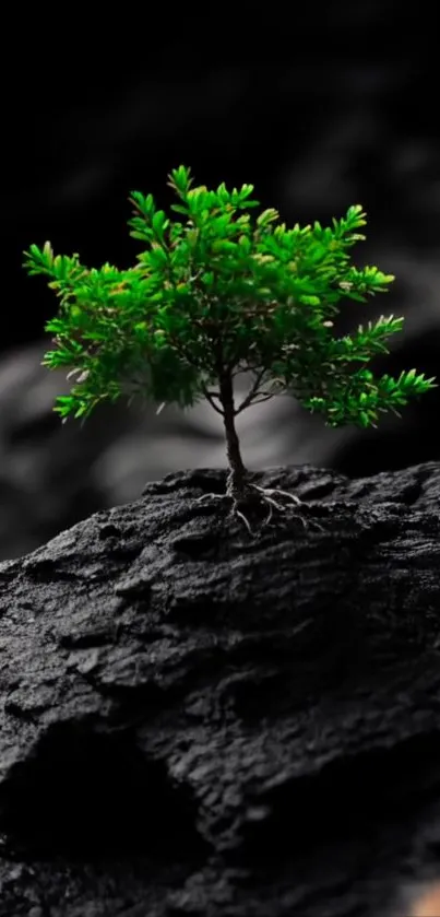 A vibrant green tree stands out against a black rock background.