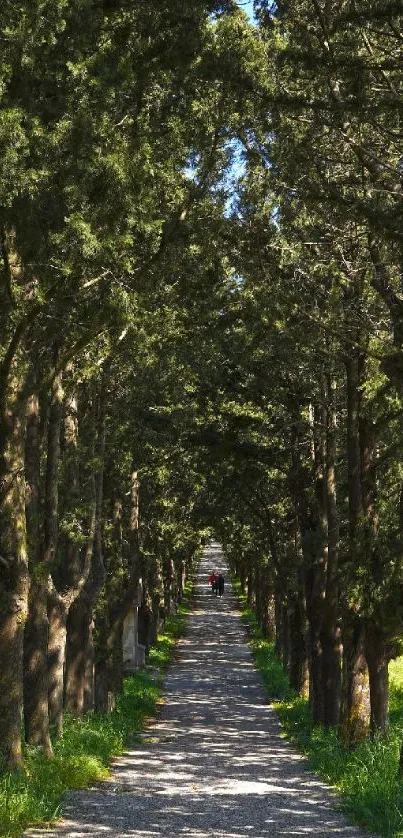 A tranquil path through dense green trees under a bright blue sky.