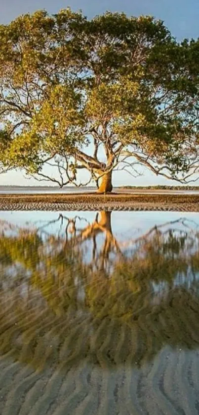 Serene tree and reflection in calm water landscape.