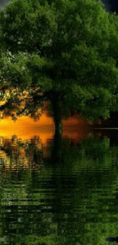 Serene green tree reflected in calm water at sunset.