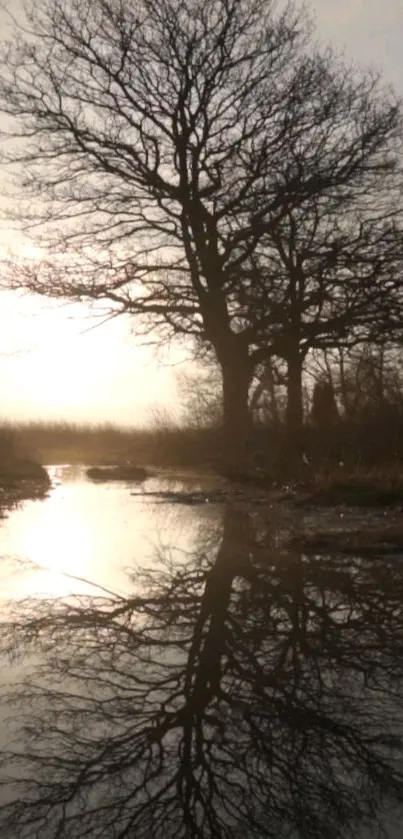 Tree reflected in water at sunrise, creating a serene and calm landscape.