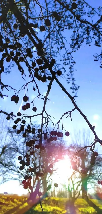 Tree branch silhouette with sun rays in a clear blue sky.