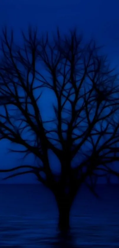 Serene silhouette of a tree against a dark blue background.