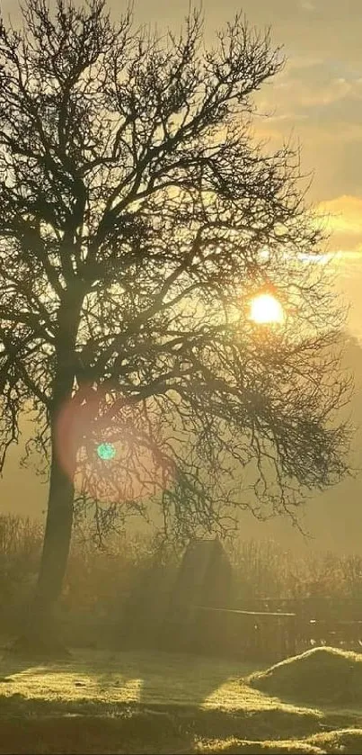 Serene landscape with a tree at sunset, creating a tranquil and golden atmosphere.