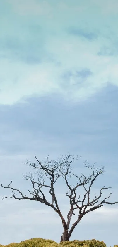 A solitary tree stands under a bright blue sky.