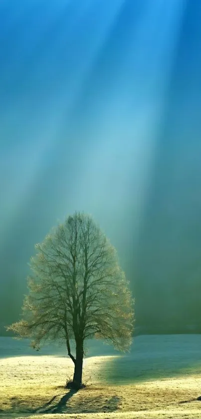 A solitary tree basking in sunrays under a vast blue sky.