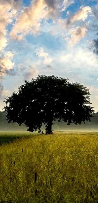 Lone tree standing under a colorful sky with grass in the foreground.