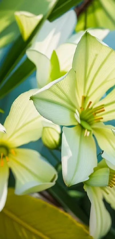 Tropical wallpaper with green leaves and white flowers.