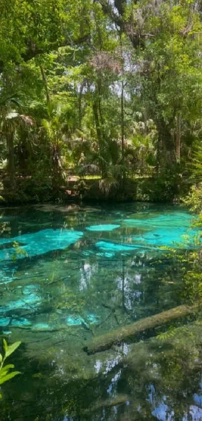 Emerald green forest pool with lush trees and reflective water.