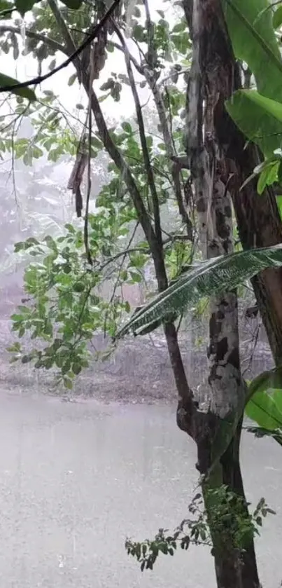 Serene view of a tropical rainforest with lush green foliage and rain.