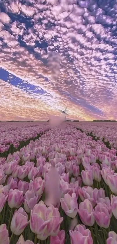 Beautiful tulip field under a colorful sunset sky with clouds.