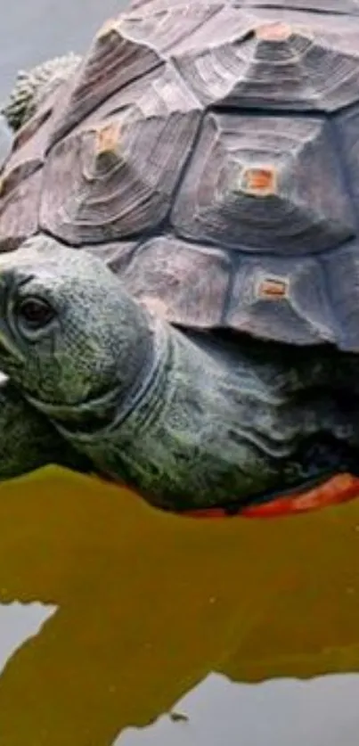 Turtle gracefully swimming in a serene pond.