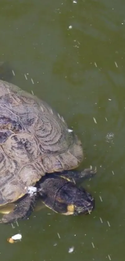 A turtle swimming in an olive green pond, creating a serene scene.