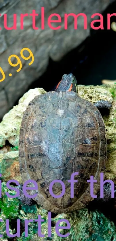 Turtle resting peacefully on a moss-covered rock