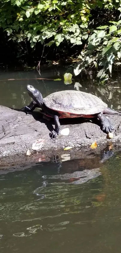 Turtle resting on river log under green foliage.